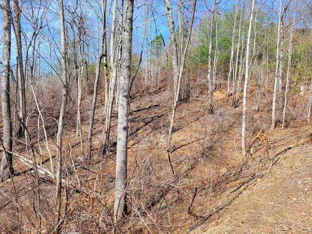 a view of a yard with plants and wooden fence