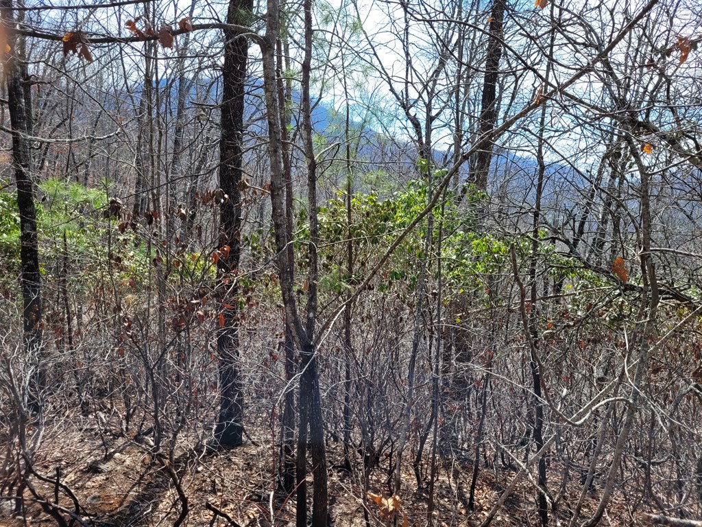 14 Flaming Ridge Hayesville, NC 28904 - Photo 7 of 17 a view of forest