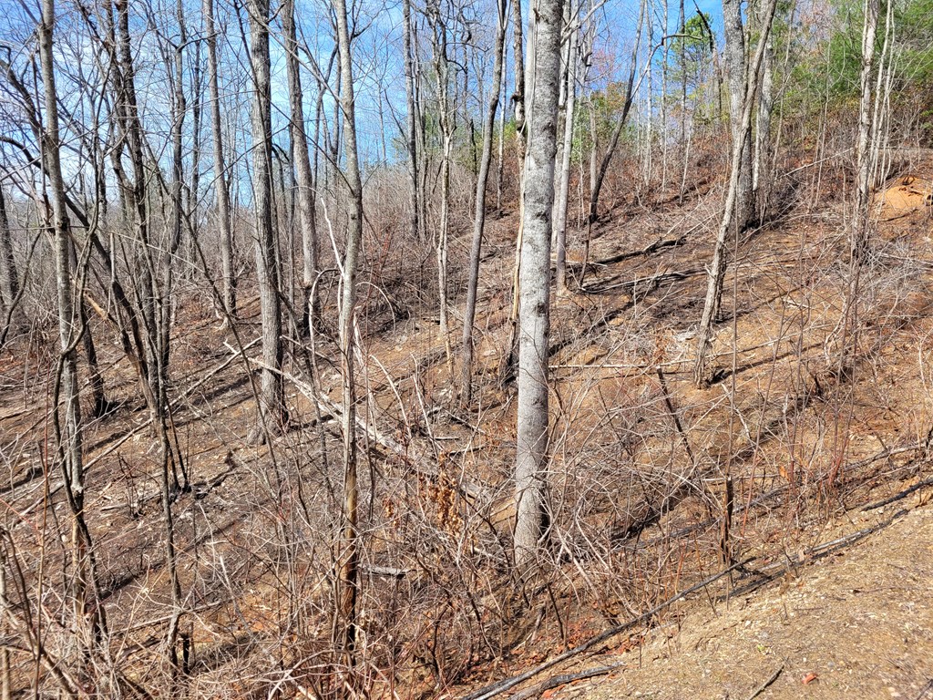 14 Flaming Ridge Hayesville, NC 28904 - Photo 8 of 17 a backyard of a house with lots of green space