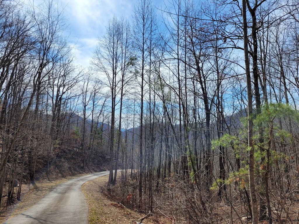 14 Flaming Ridge Hayesville, NC 28904 - Photo 9 of 17 a view of backyard with tree