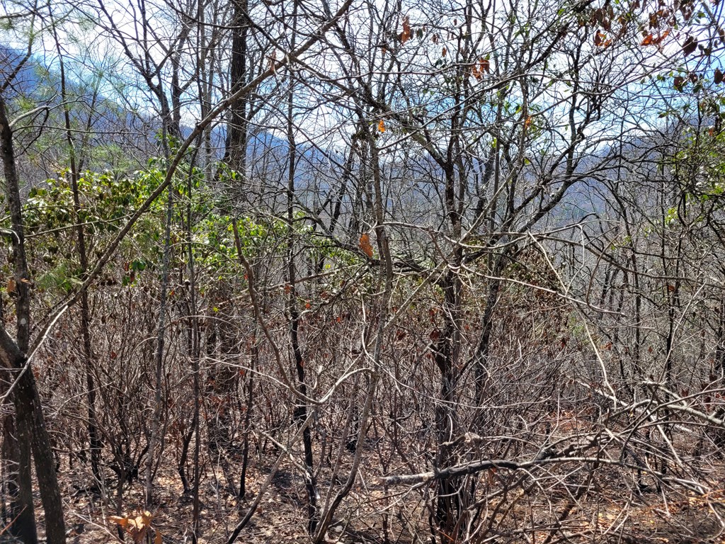 14 Flaming Ridge Hayesville, NC 28904 - Photo 10 of 17 a view of a yard with a tree