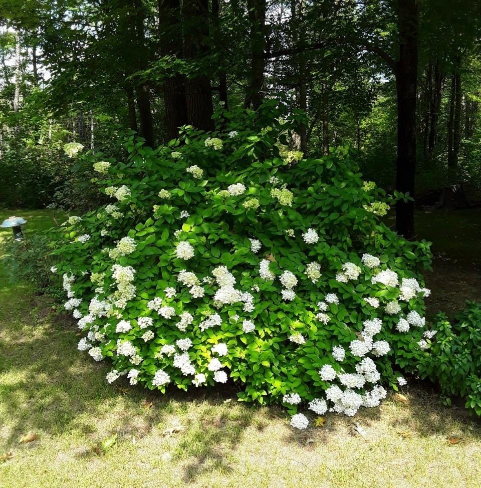 7102 Fire Tower Road Rhinelander, WI 54501 - Photo 41 of 48