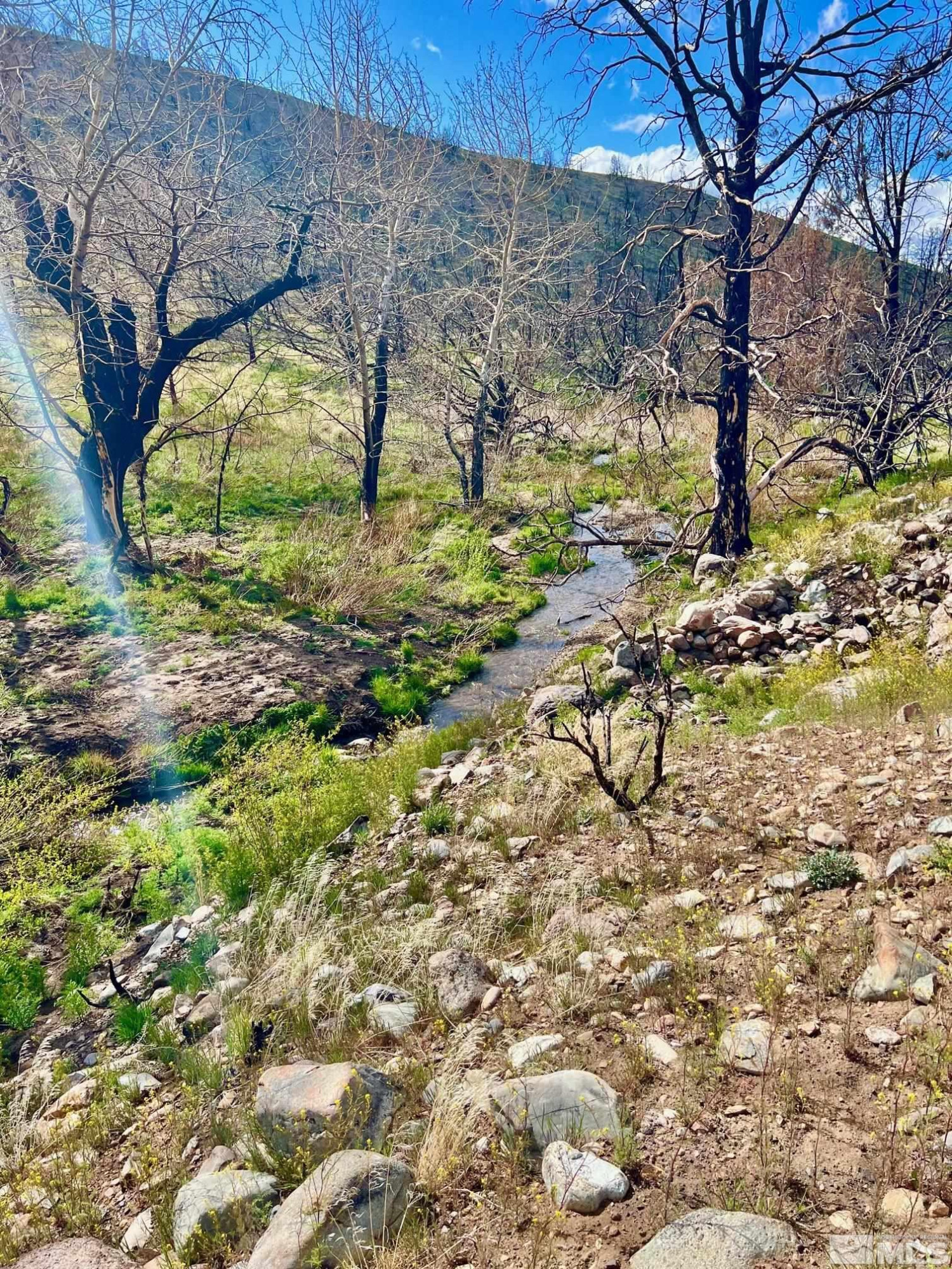 Tbd Tbd Parcels At Pine Gardnerville, NV 89410 - Photo 30 of 37 a picture of trees