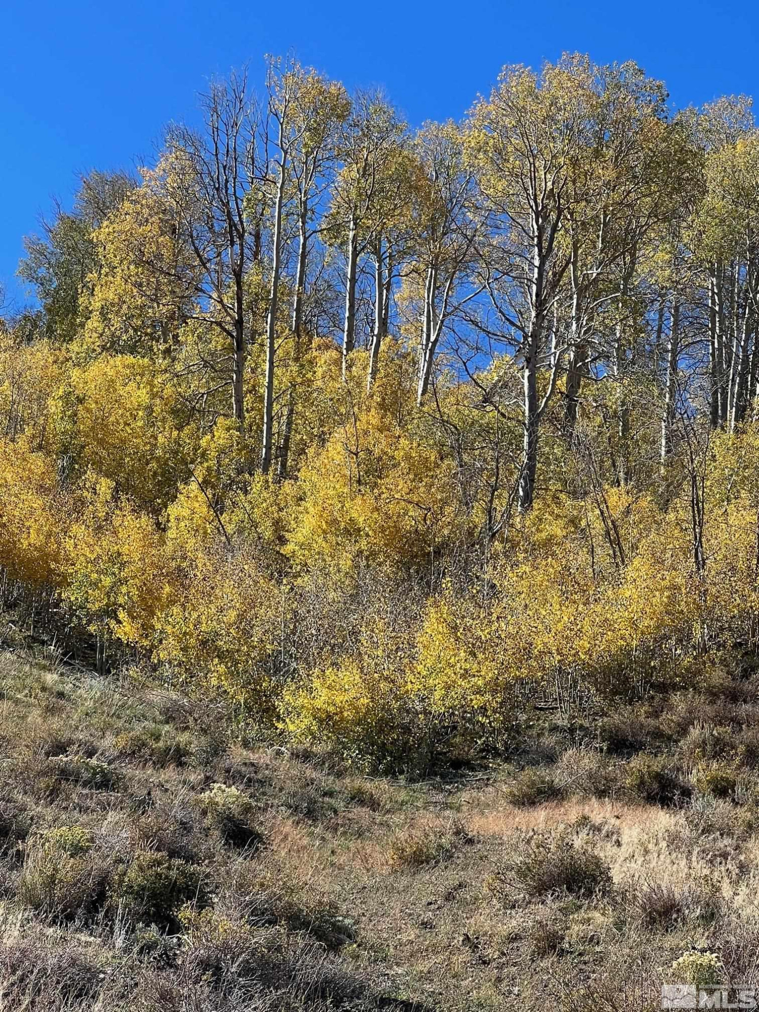 Tbd Tbd Parcels At Pine Gardnerville, NV 89410 - Photo 33 of 37 a view of a yard covered with snow