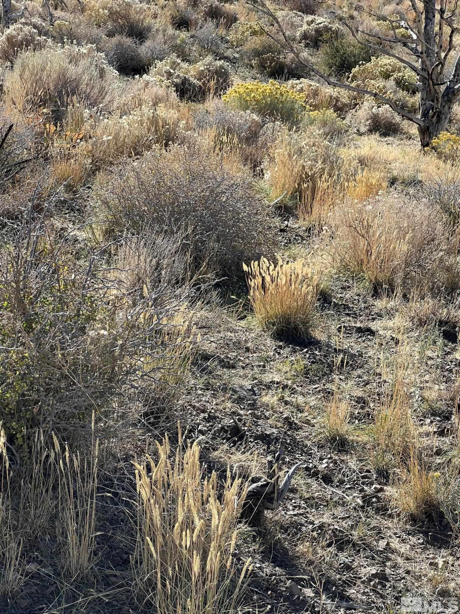 Tbd Tbd Parcels At Pine Gardnerville, NV 89410 - Photo 34 of 37 a view of lot of trees with wooden fence