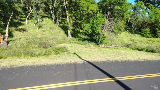 a view of a forest that has a tree