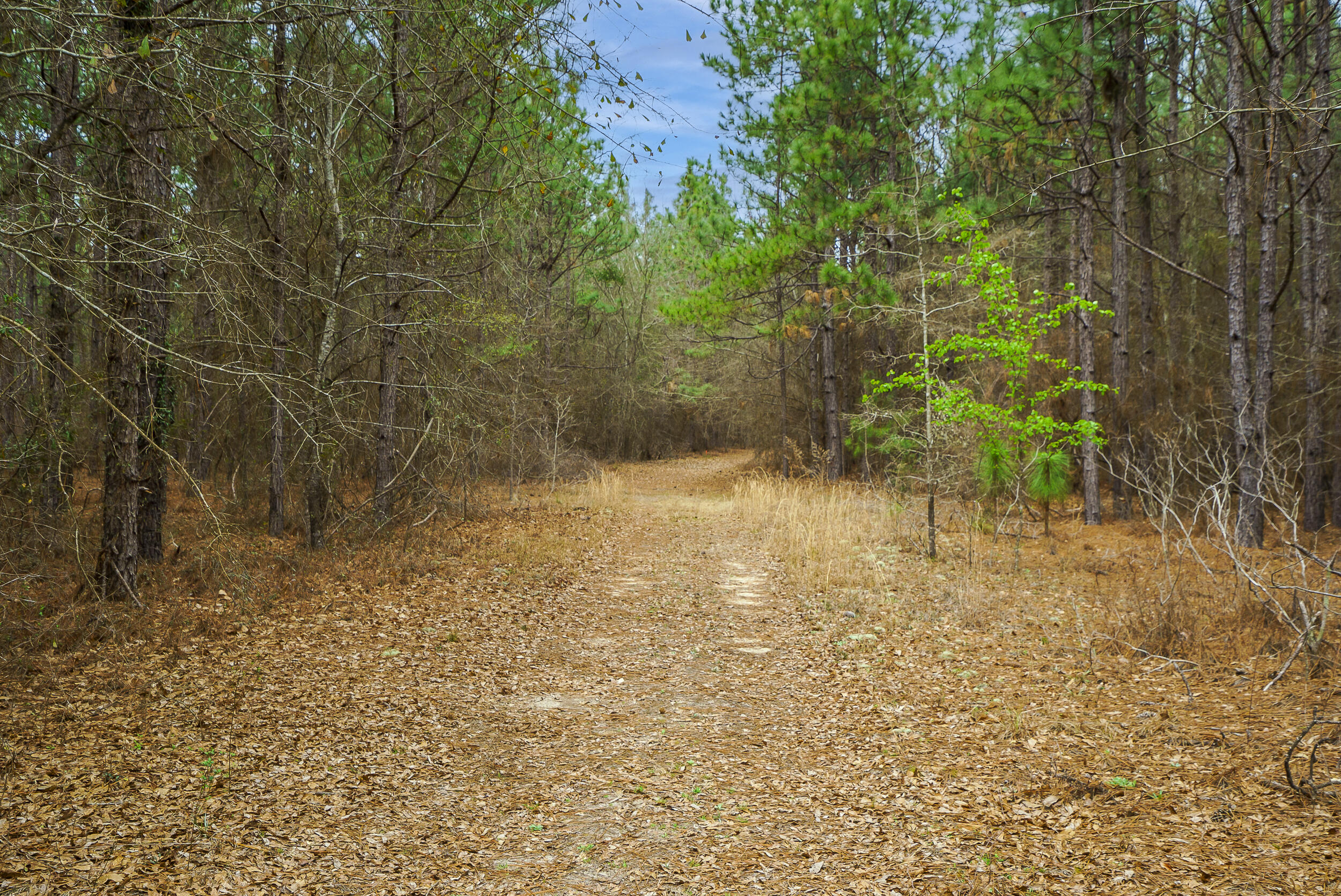Lot 4-1 Simonside Court Aiken, SC 29803 - Photo 8 of 31