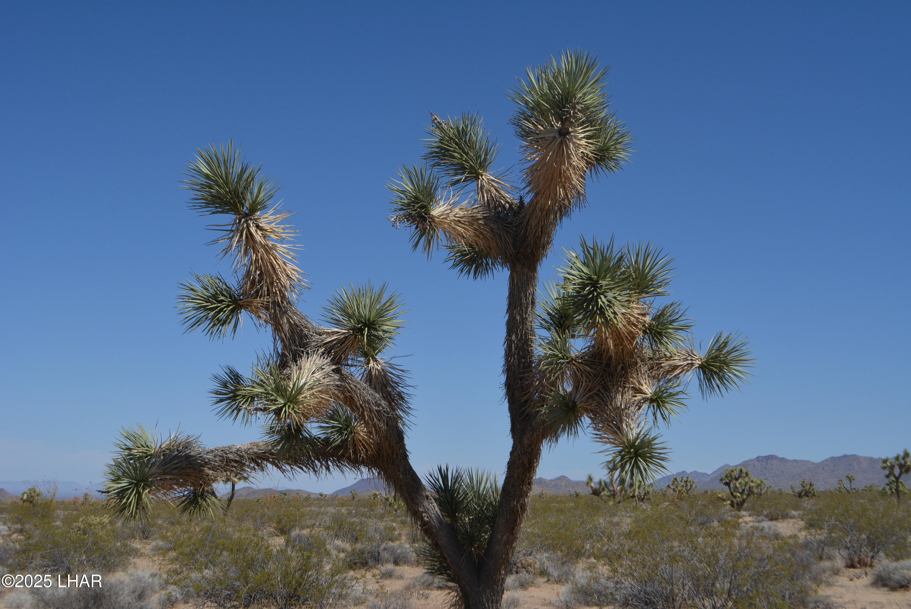 Lot P6 South A S Suzette Road Yucca, AZ 86438 - Photo 30 of 98 DSC_1565