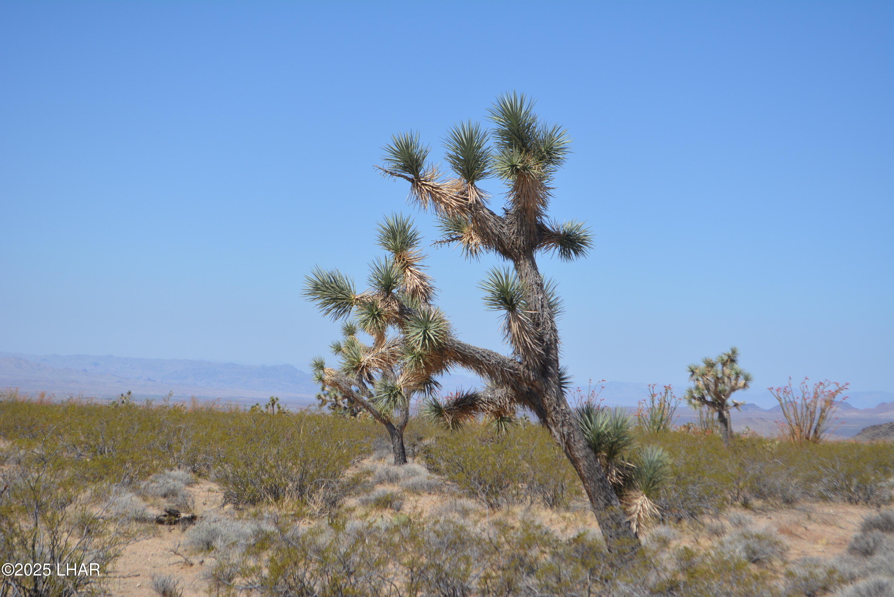 Lot P6 South A S Suzette Road Yucca, AZ 86438 - Photo 10 of 98 DSC_1545