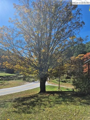 a view of a trees in a yard