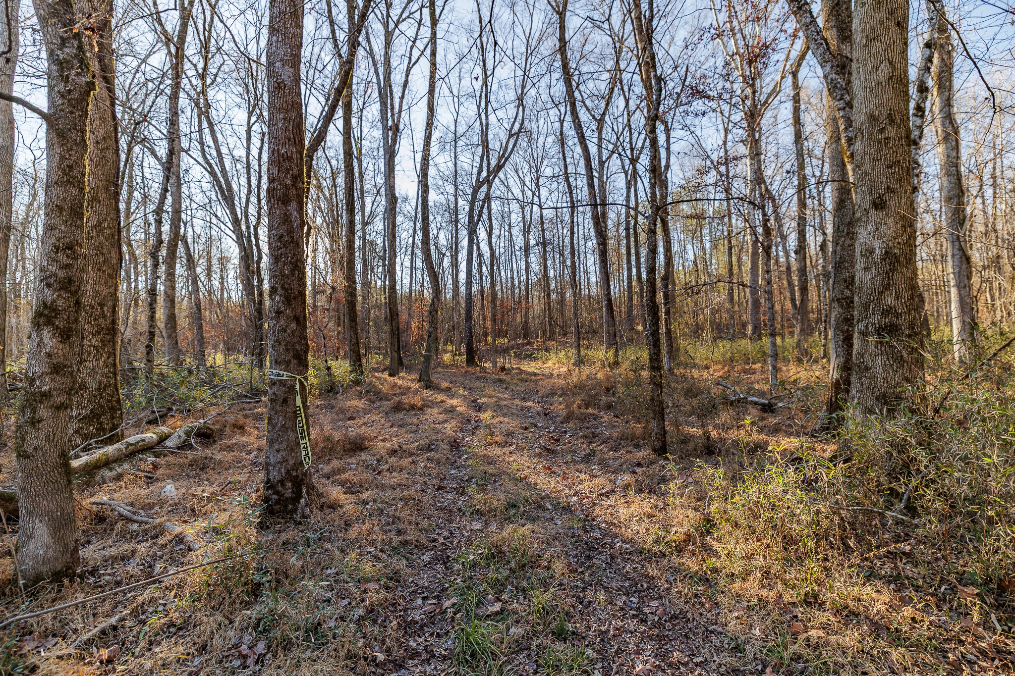 8548 Elberton Road Tignall, GA 30668 - Photo 26 of 50 a view of outdoor space with green space