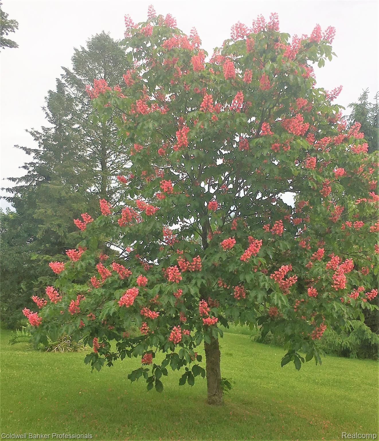7755 Holcomb Road Clarkston, MI 48348 - Photo 25 of 51 Buckeye tree is one of many diverse trees on these exquisite grounds
