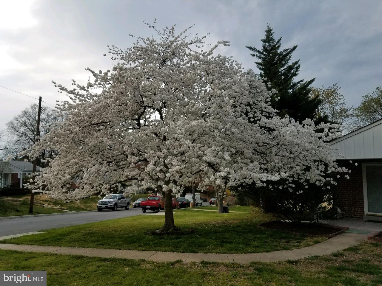 3301 Rutgers Street Hyattsville, MD 20783 - Photo 3 of 53 FLOWERING TREE