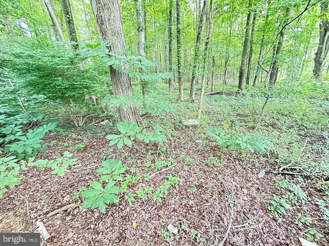 a plant view in garden