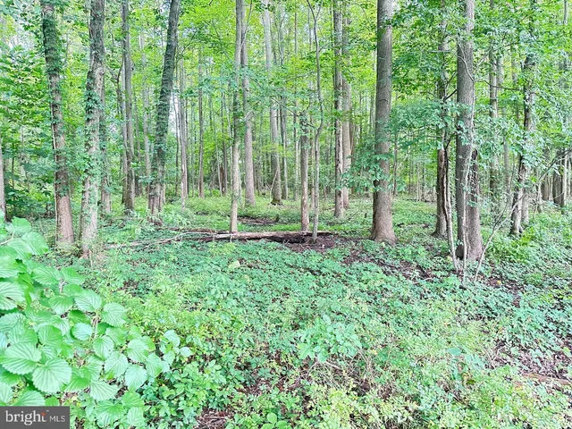 a view of a yard with plants and large trees