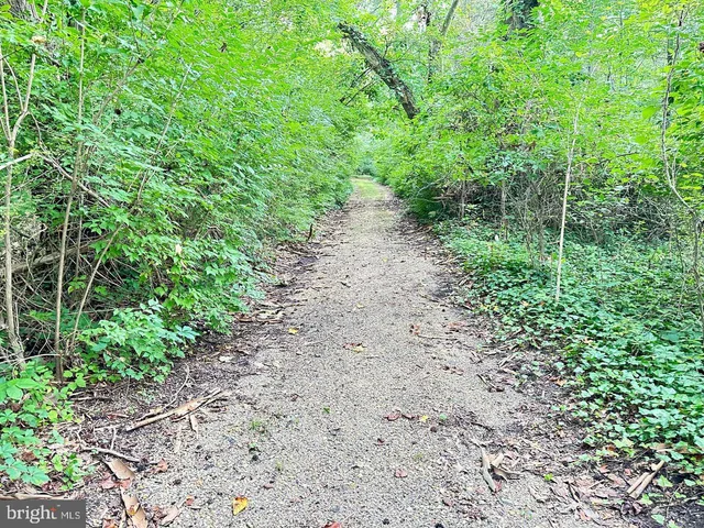 a view of a yard with plants and large trees