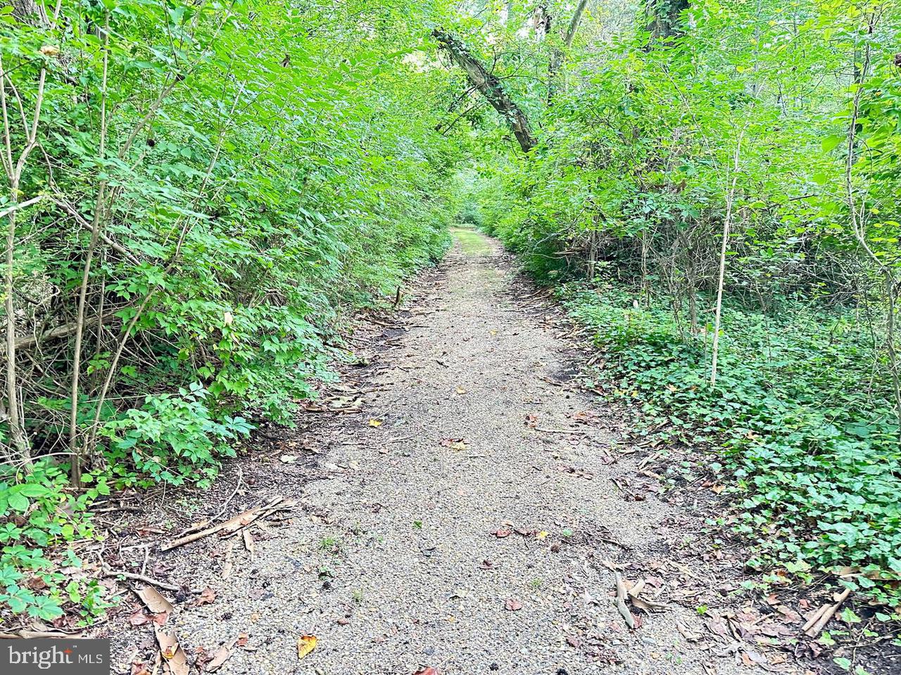 337 Ewan Road Mullica Hill, NJ 08062 - Photo 6 of 24 a view of a yard with plants and large trees
