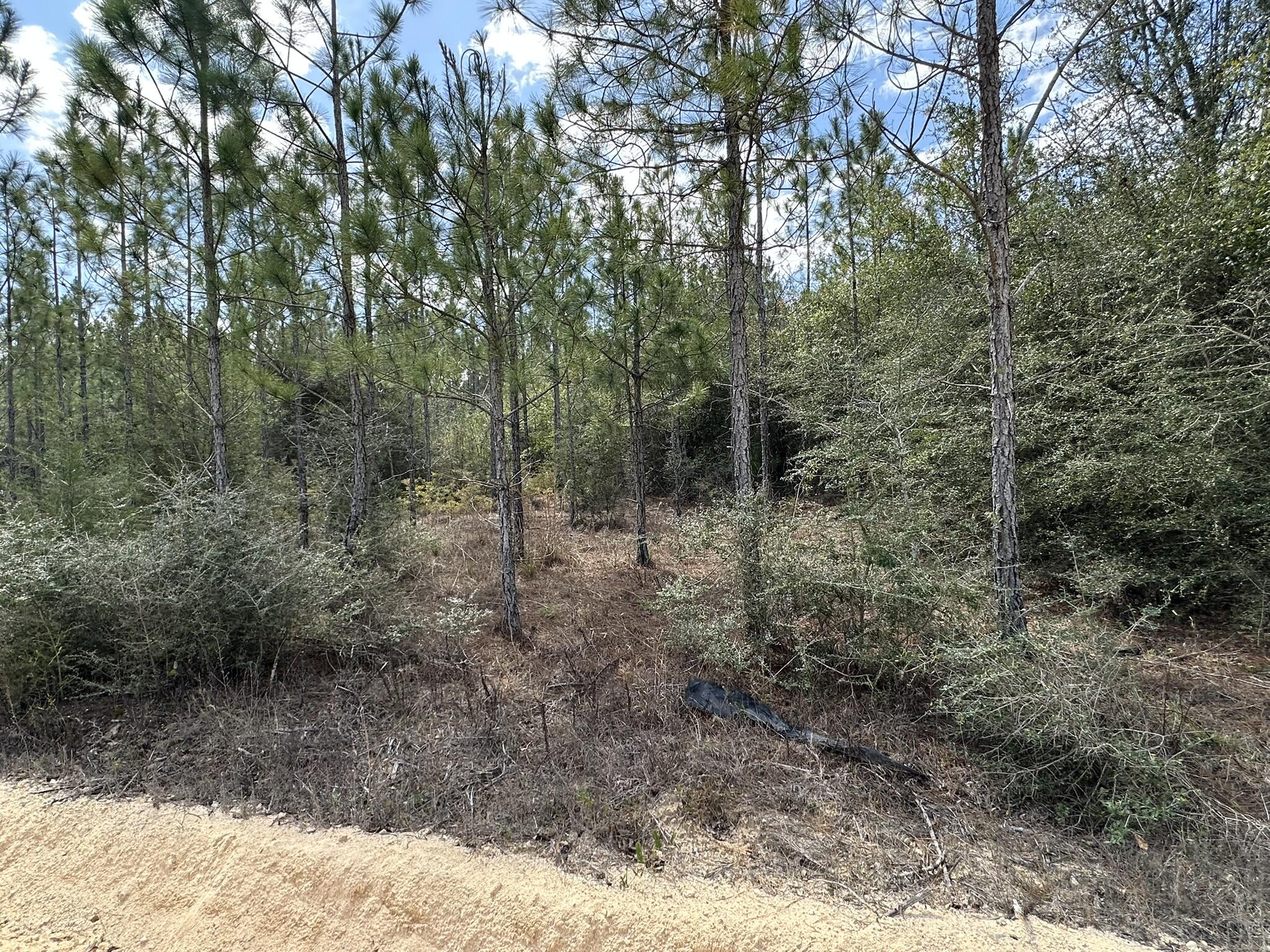 Tract#6418 Mattox Springs Road, Unit S2 Caryville, FL 32427 - Photo 3 of 4 a view of a forest with trees in the background