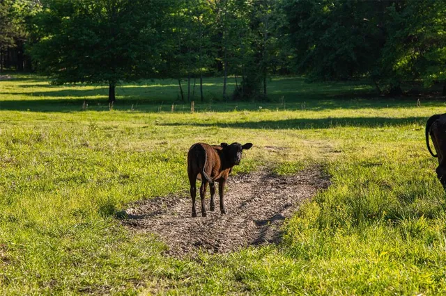 a view of a lake with a yard