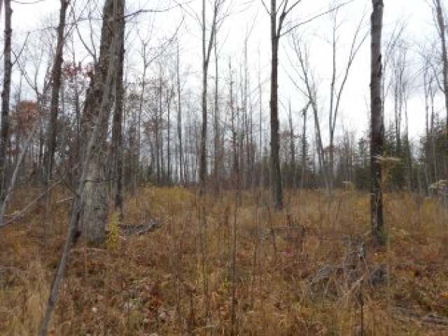 On Straveler Road Brantwood, WI 54513 - Photo 8 of 15 Gallery Image 8