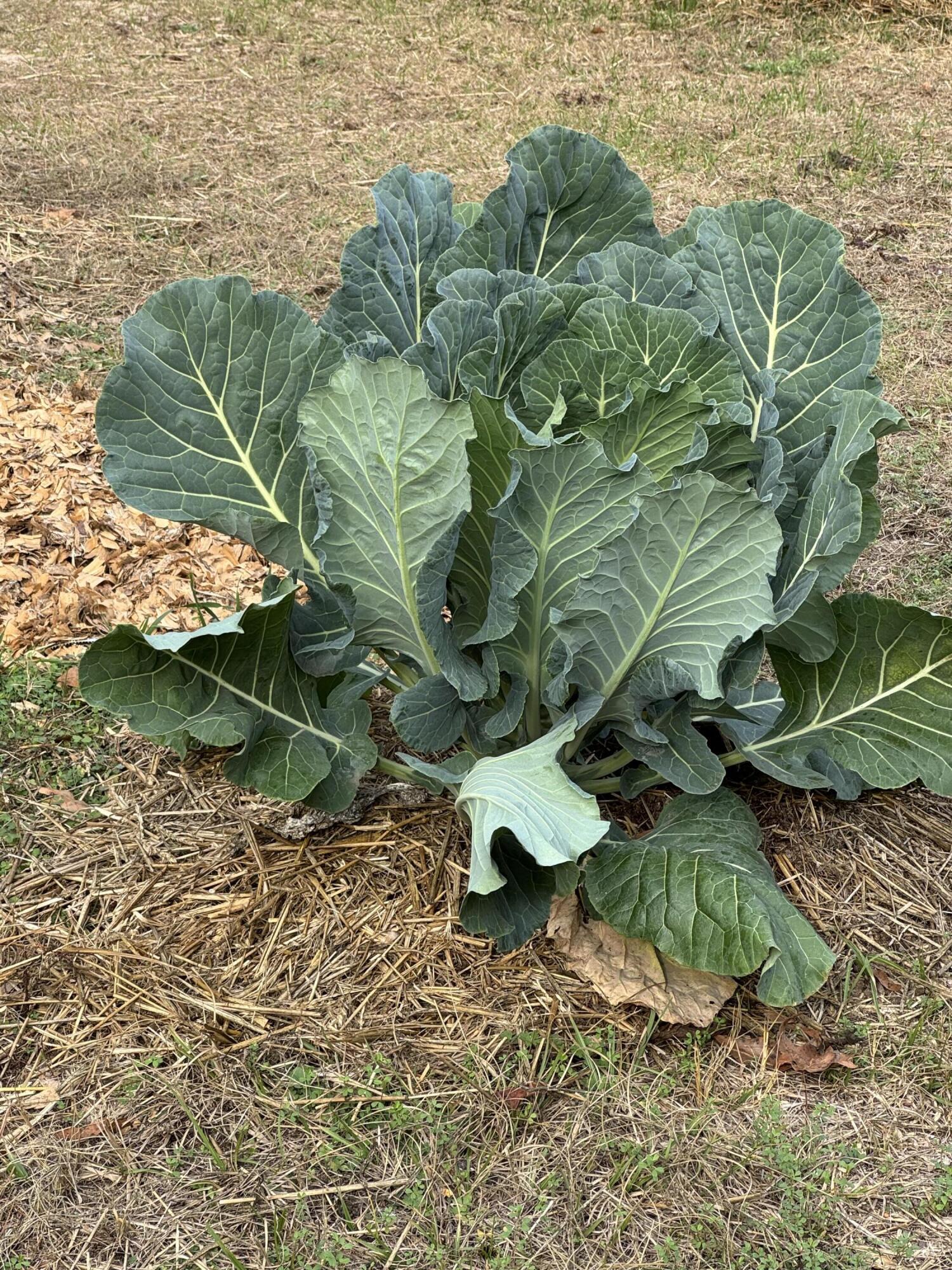 6797 M W Rickenbaker Road Summerton, SC 29148 - Photo 48 of 49 IMG_8270