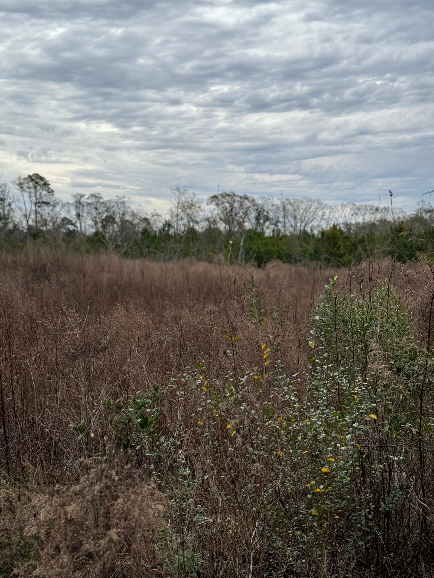 12-acres Cool Springs Road Opp, AL 36467 - Photo 4 of 6 Gallery Image 4