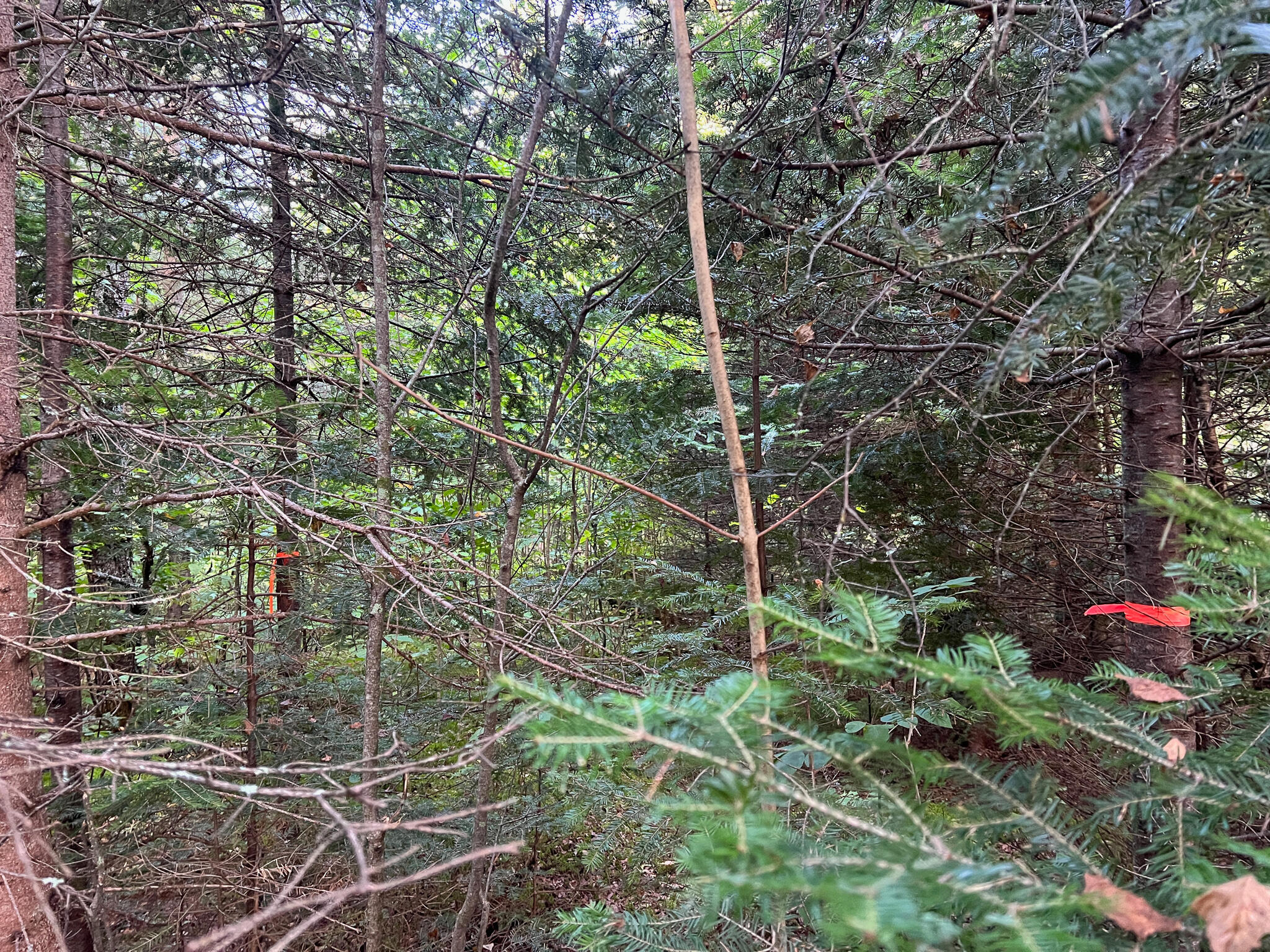 169 Prentiss Twp T7 R3 Nbpp Me 04487 Springfield, ME 04487 - Photo 21 of 41 IMG_1124