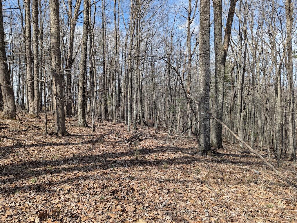 1704 Coles Knob Road Northeast Pilot, VA 24138 - Photo 6 of 10 a view of a backyard
