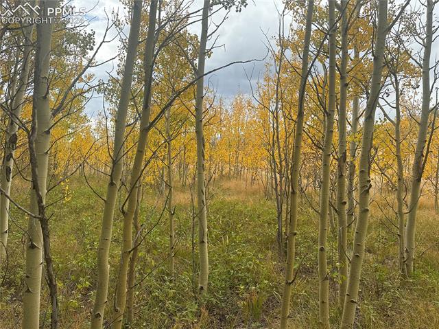 Lot 020 Vine Road Fairplay, CO 80440 - Photo 8 of 9 Gallery Image 8