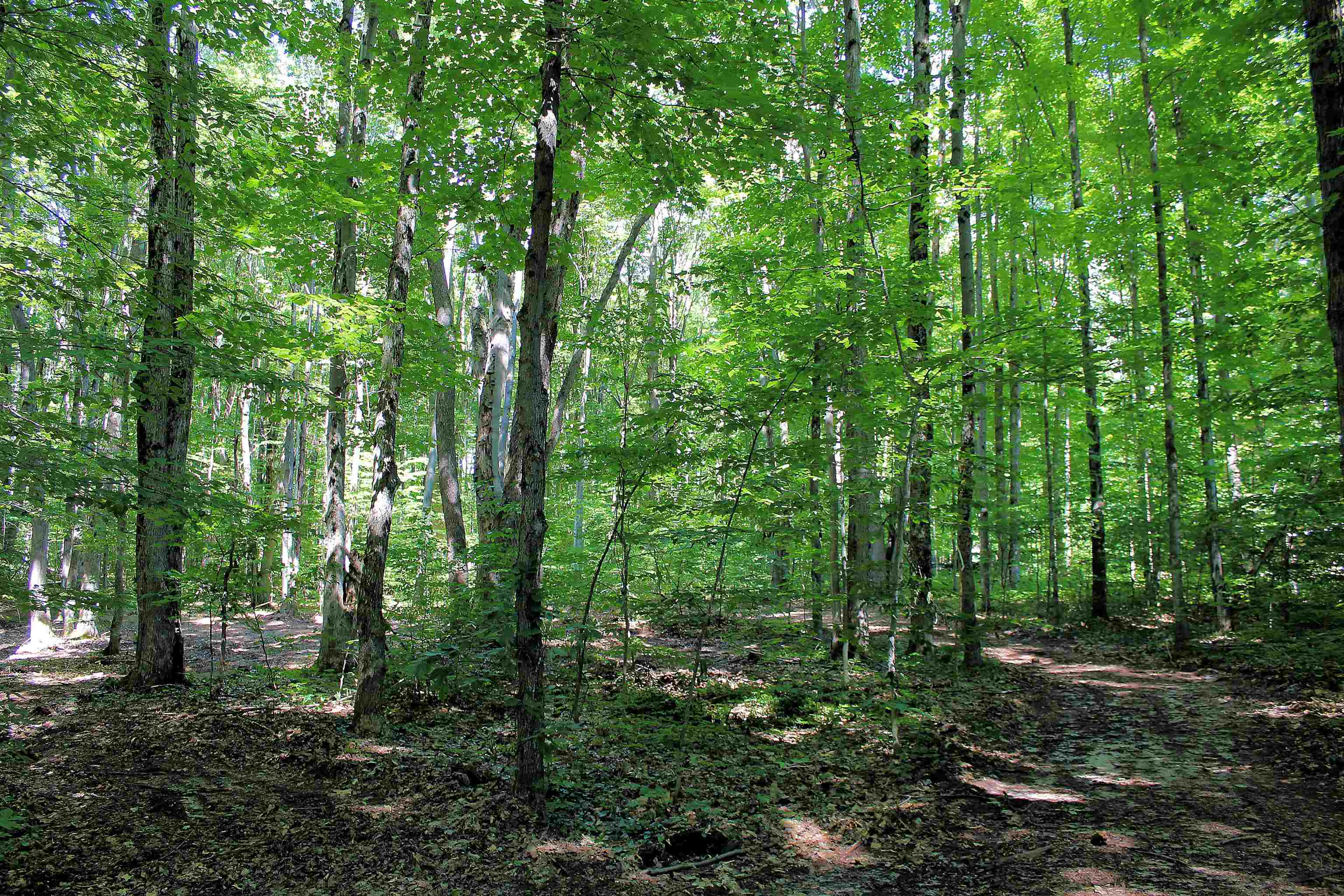 0 Northeast Chwastek Road Kalkaska, MI 49646 - Photo 7 of 18