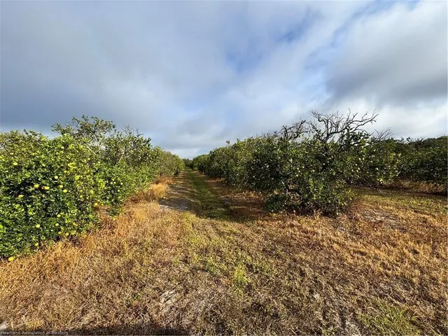 a view of a field with trees in background