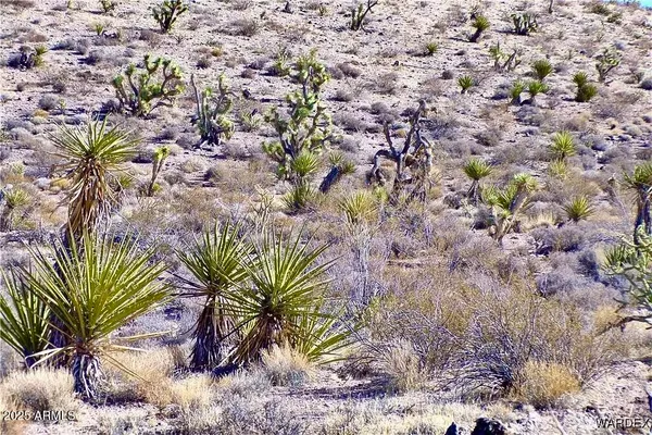 a view of a plant in a garden
