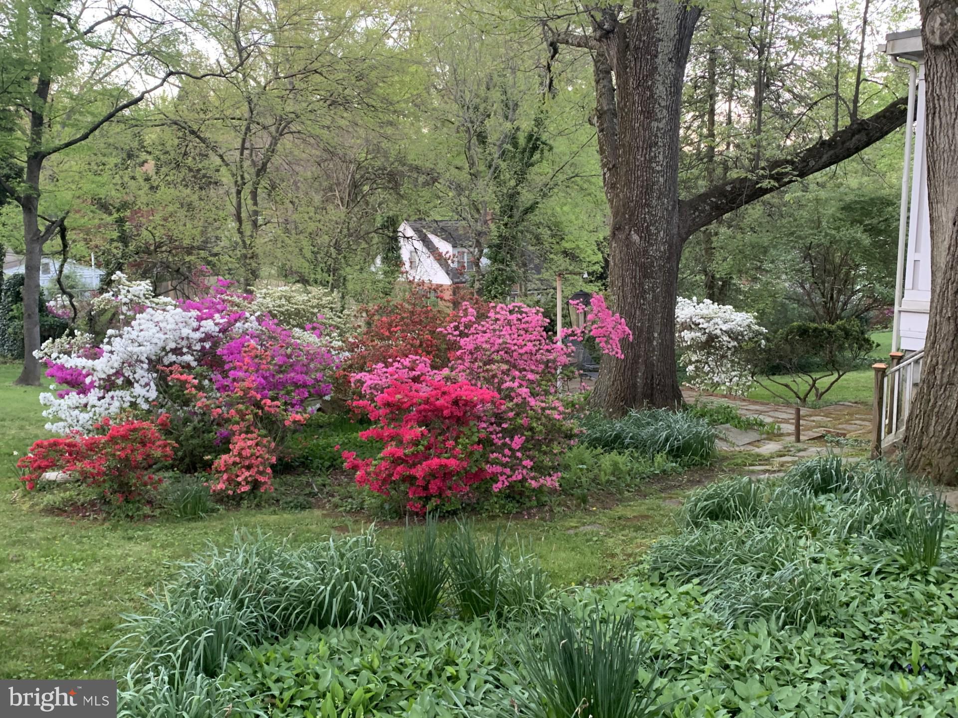 1724 Overlook Drive Silver Spring, MD 20903 - Photo 49 of 57 Vibrant blooms in a serene garden.