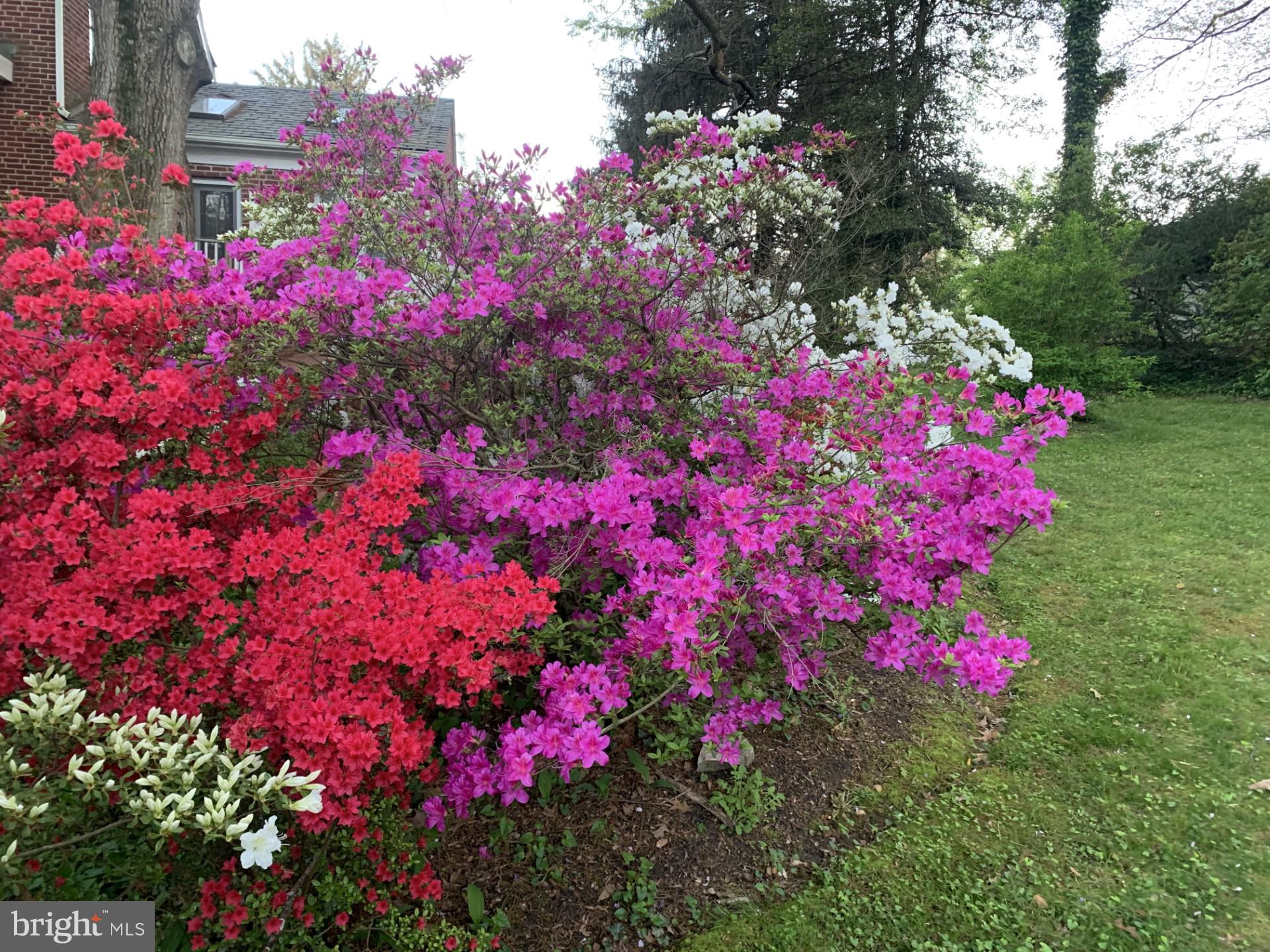 1724 Overlook Drive Silver Spring, MD 20903 - Photo 54 of 57 Vibrant blooms in springtime splendor.