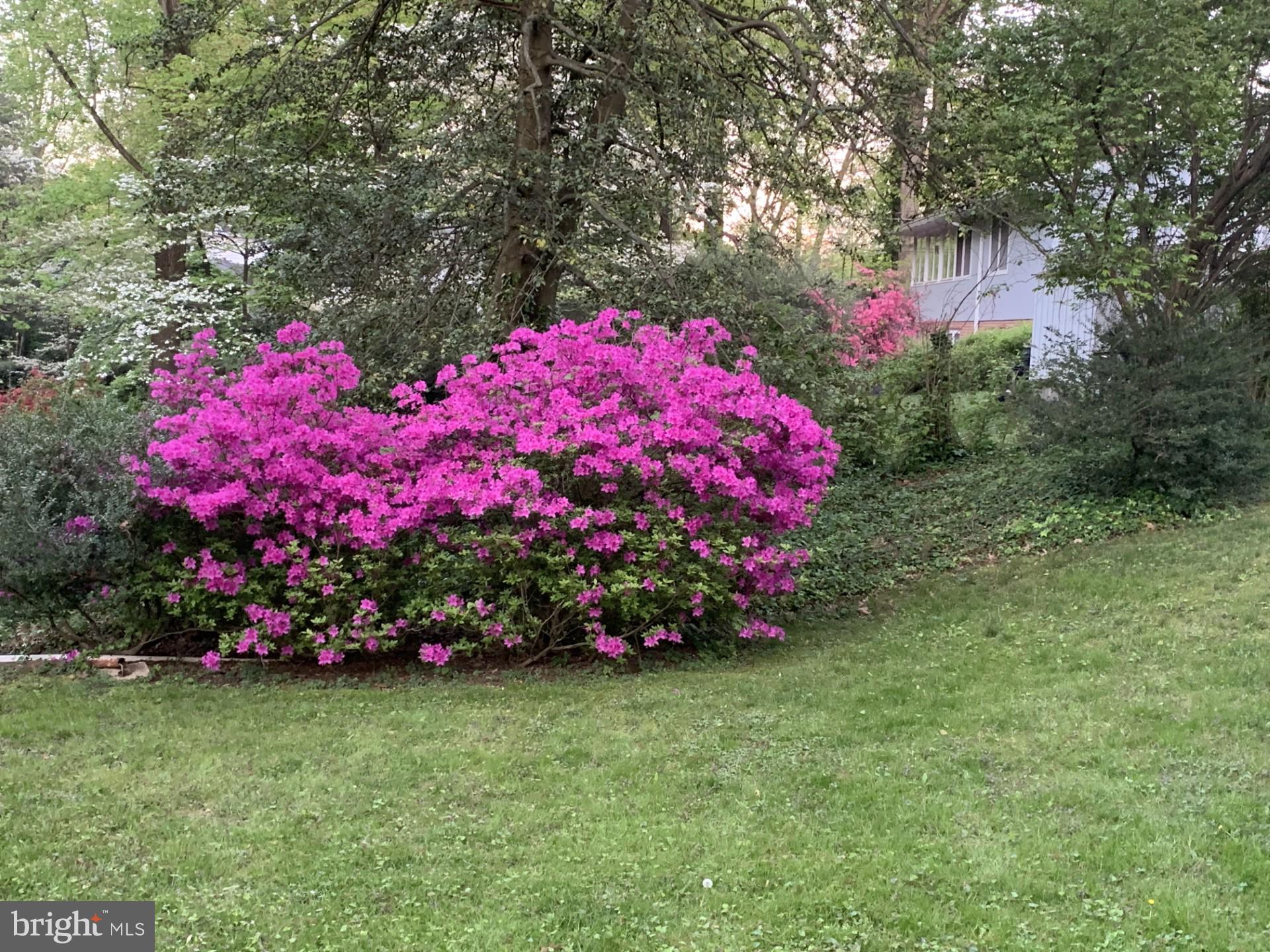 1724 Overlook Drive Silver Spring, MD 20903 - Photo 55 of 57 Vibrant blooms in a serene garden.