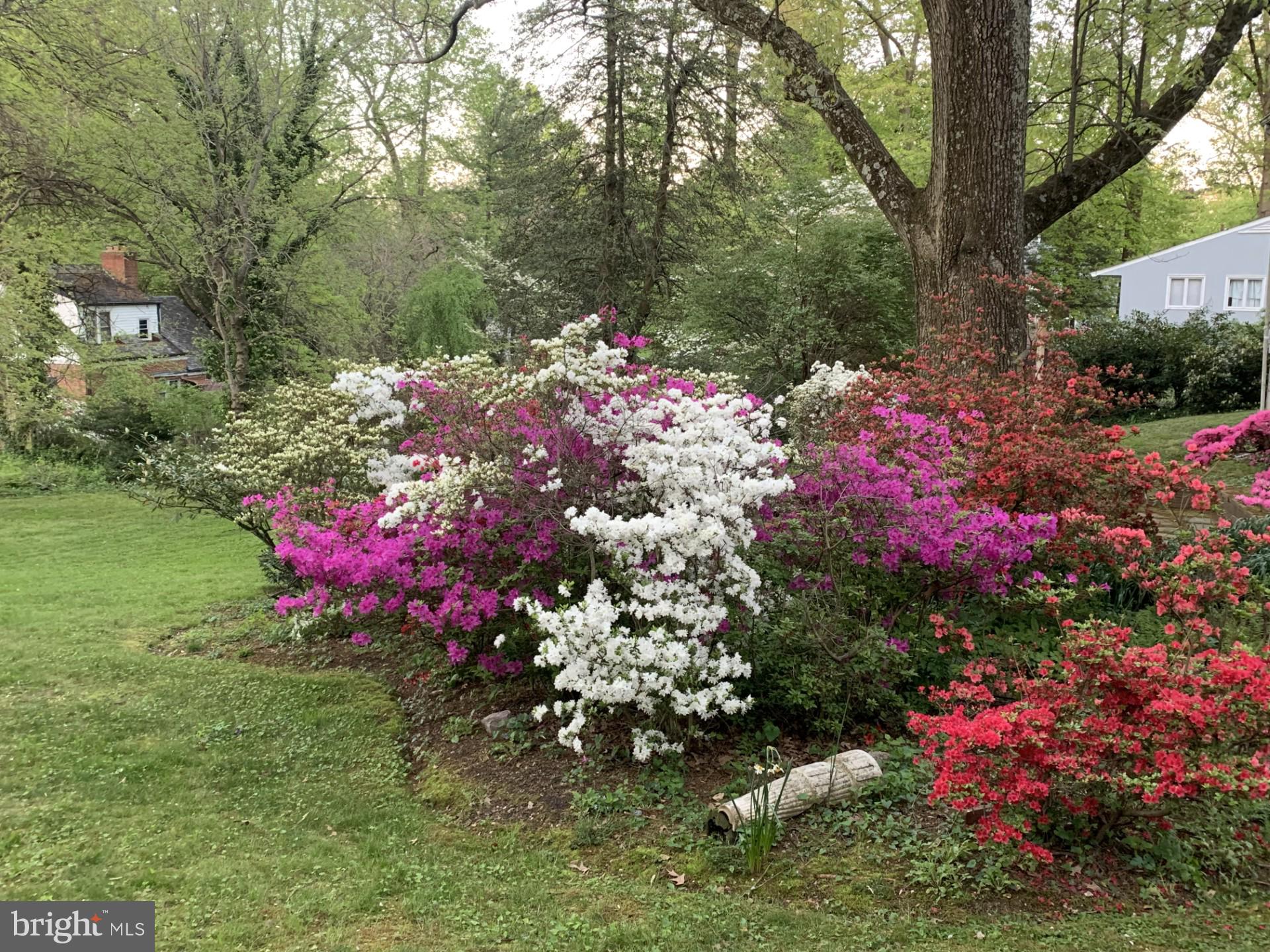 1724 Overlook Drive Silver Spring, MD 20903 - Photo 56 of 57 Vibrant blooms in a serene garden.