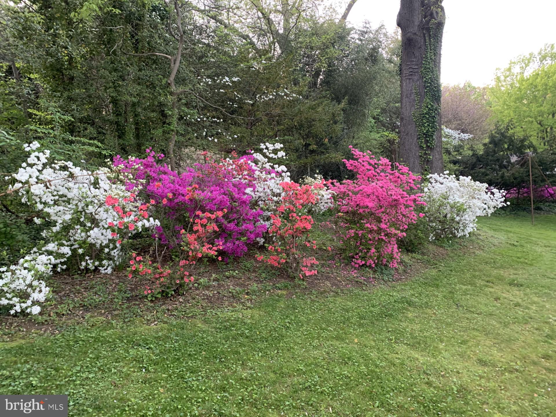 1724 Overlook Drive Silver Spring, MD 20903 - Photo 57 of 57 Vibrant blooms in a lush garden.