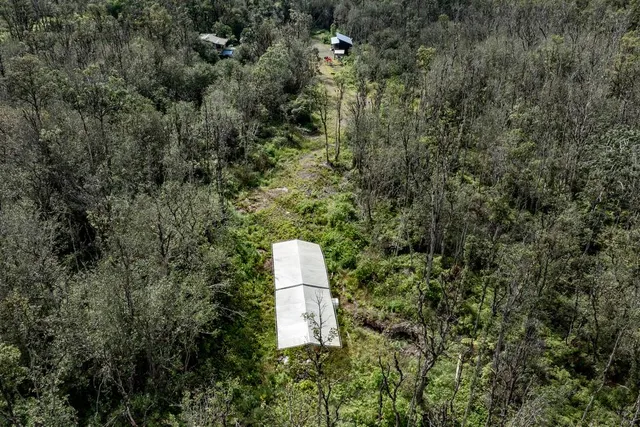 a close up of a flower plants and large trees