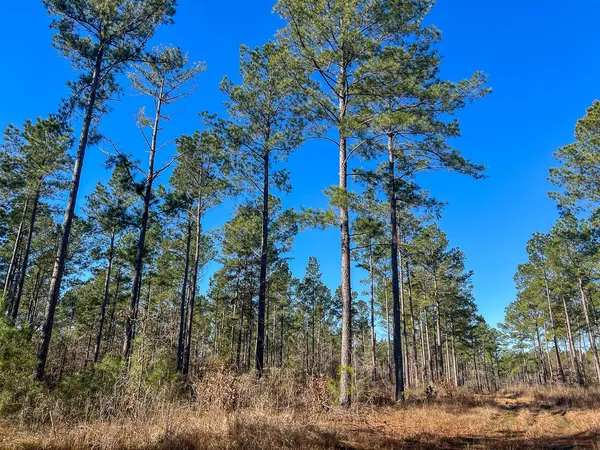 a view of a forest filled with trees