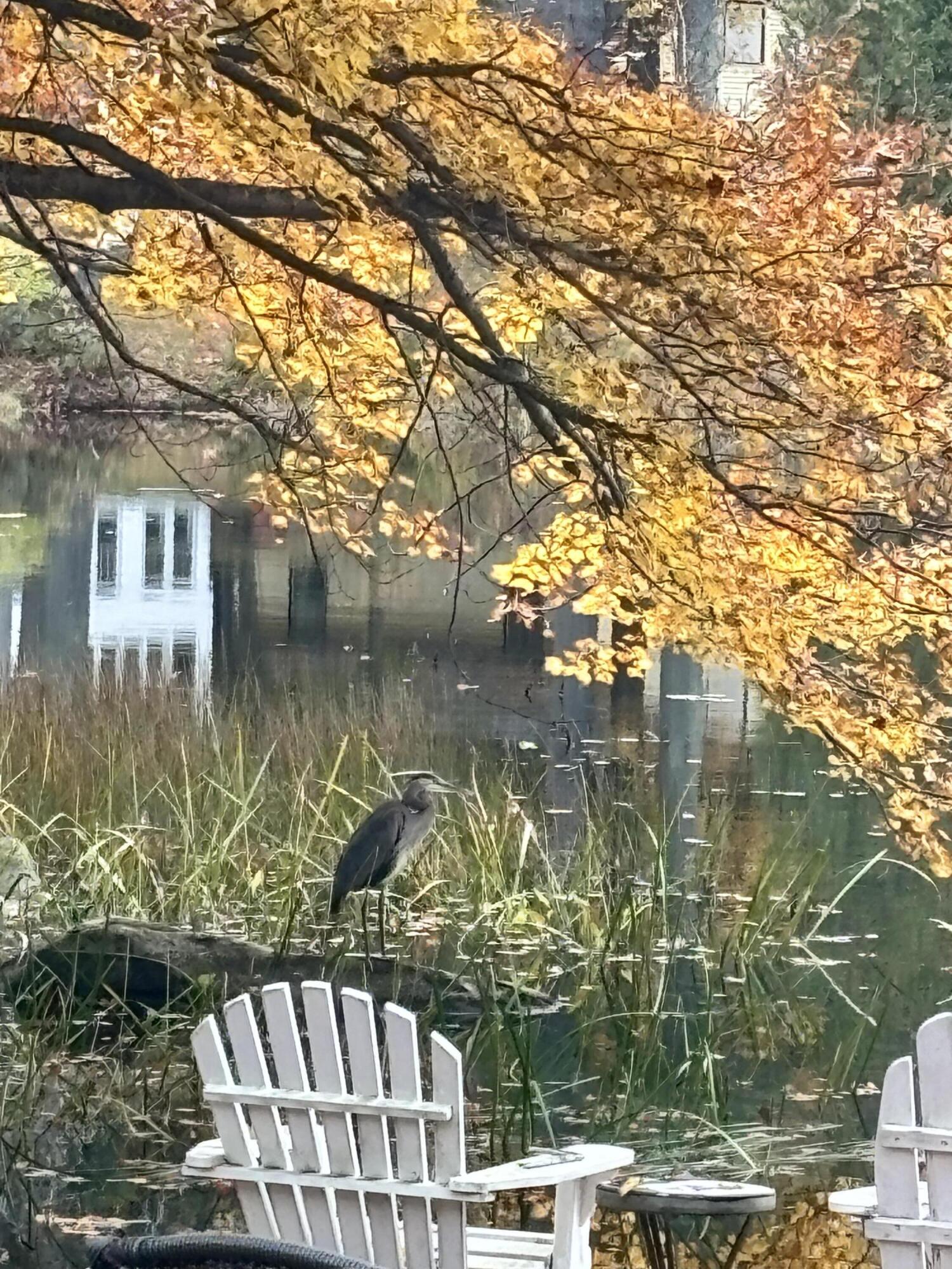 100 Albee Road Augusta, ME 04330 - Photo 27 of 68 lush wildlife