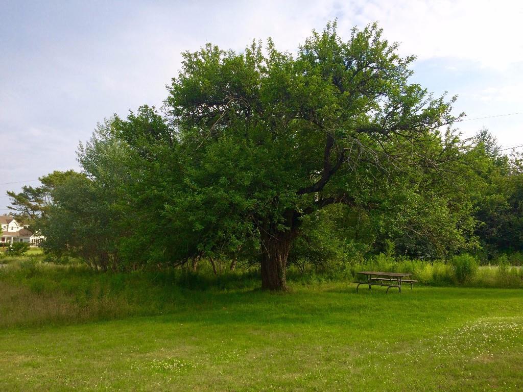 143 Tremont Road Bass Harbor, ME 04653 - Photo 24 of 29 Just look at that apple tree. Your...