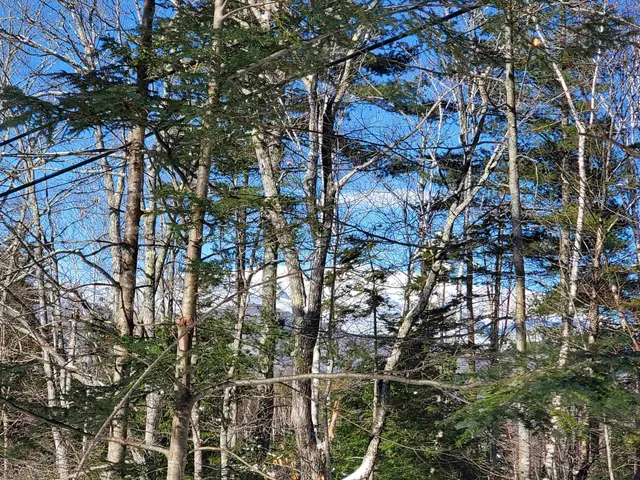 $249,900 | 0 Tin Mine Road, Unit V082503, Jackson, NH 03846