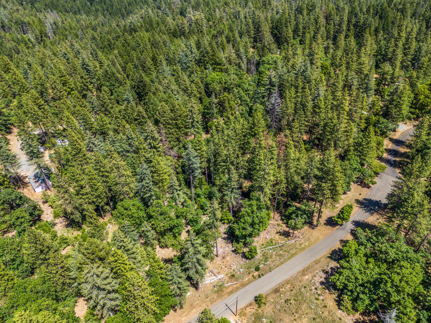 6324 Dickinson Road Placerville, CA 95667 - Photo 16 of 37 a view of a yard with plants