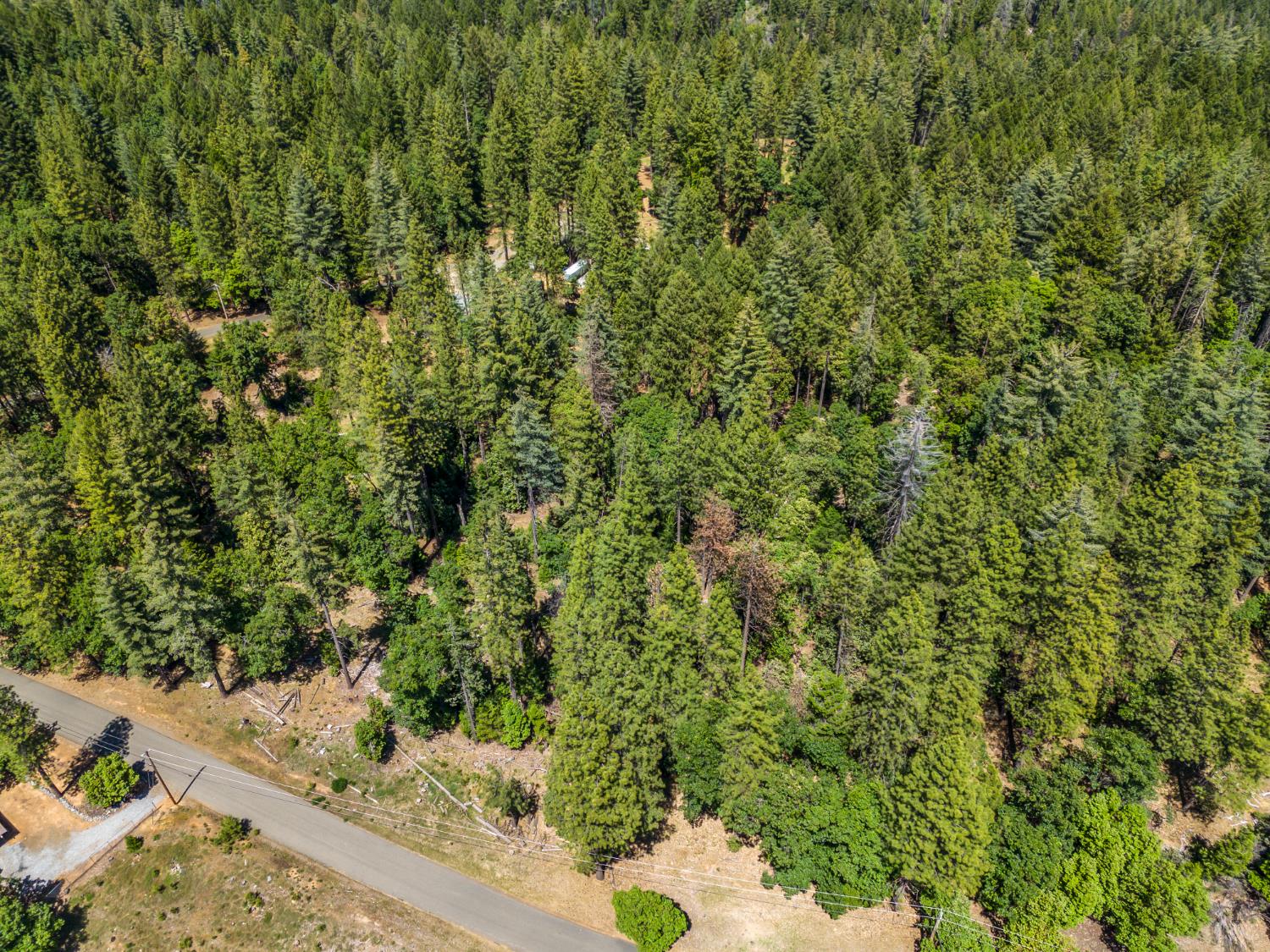 6324 Dickinson Road Placerville, CA 95667 - Photo 17 of 37 a view of a yard with plants