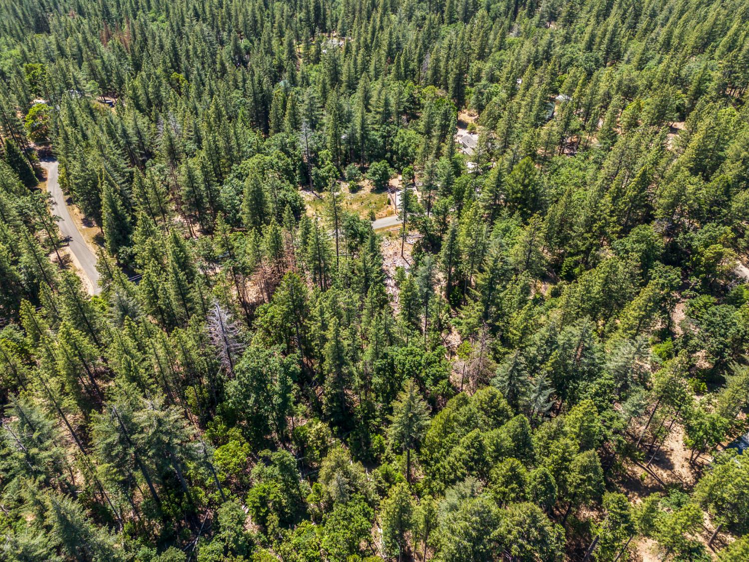 6324 Dickinson Road Placerville, CA 95667 - Photo 20 of 37 a view of a lush green forest