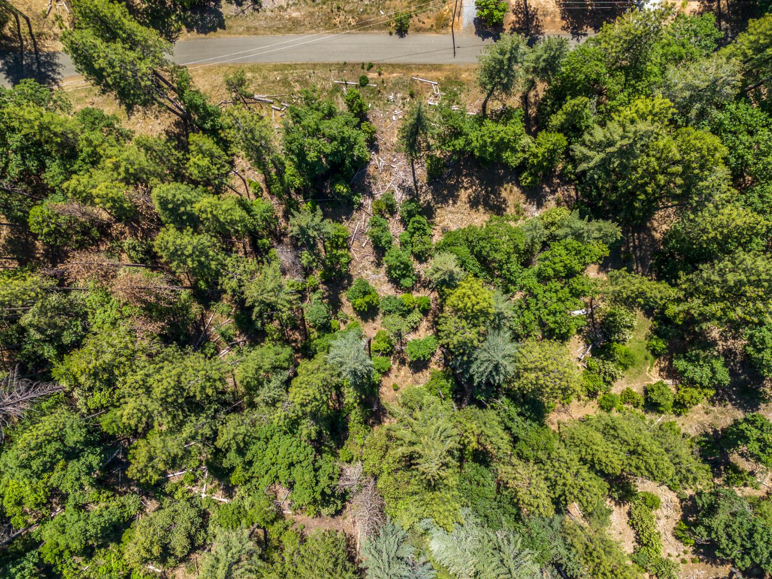 6324 Dickinson Road Placerville, CA 95667 - Photo 21 of 37 a view of a garden with a tree