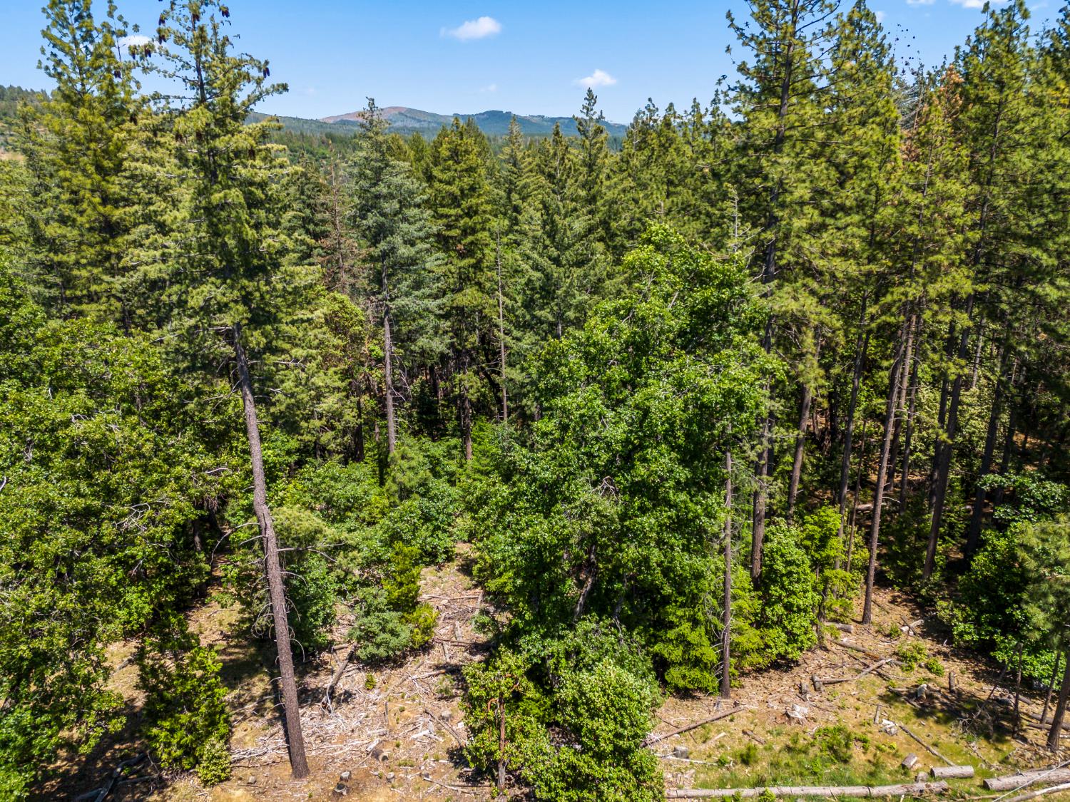 6324 Dickinson Road Placerville, CA 95667 - Photo 22 of 37 a view of a house with a lush green forest