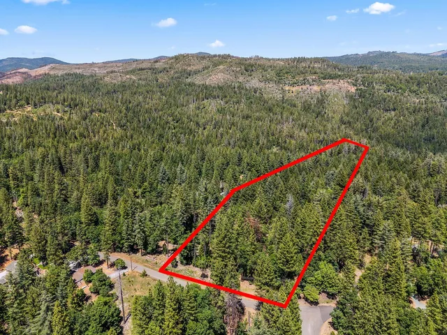 a view of a lush green field with a palm and trees