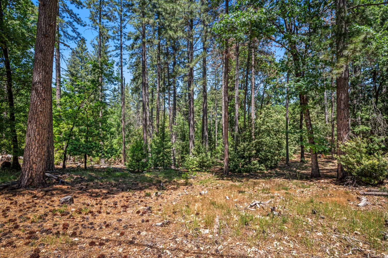 6324 Dickinson Road Placerville, CA 95667 - Photo 3 of 37 a view of outdoor space and yard