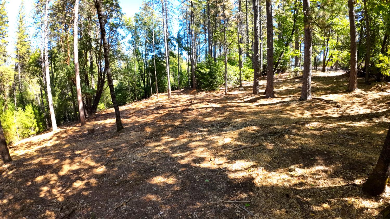 6324 Dickinson Road Placerville, CA 95667 - Photo 34 of 37 a view of outdoor space with trees